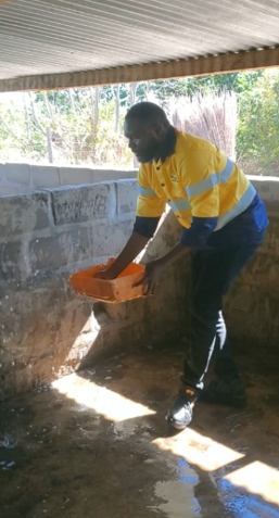 A farm worker cleaning and preparing a pig pen