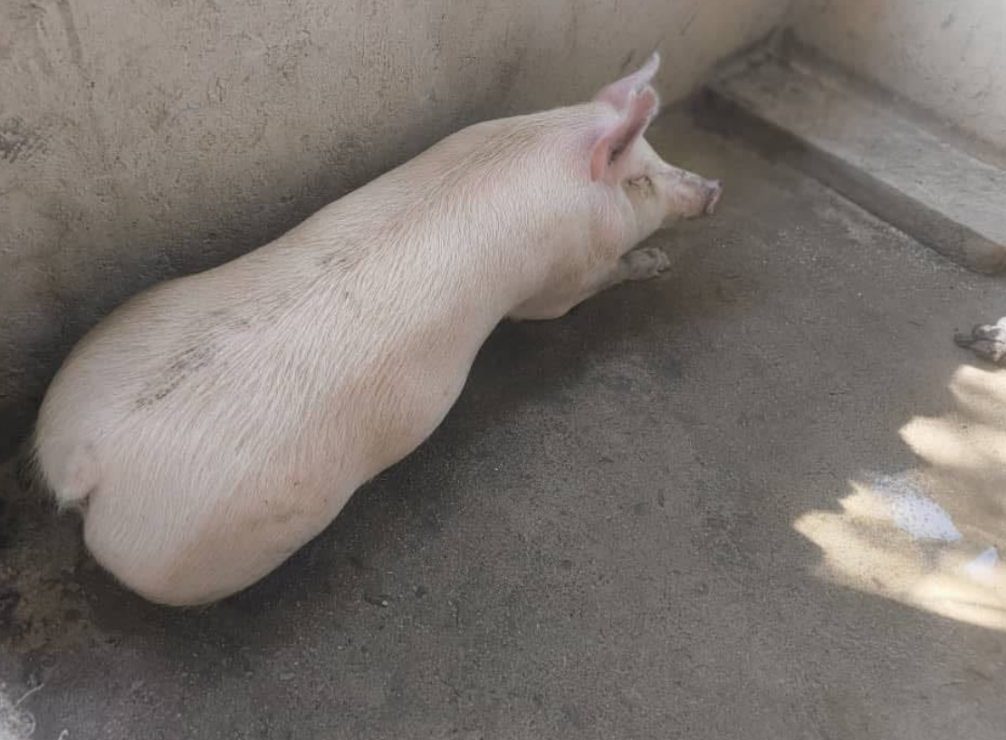 A well-fed sow resting in a farm pen
